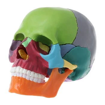 15vnt/Set Kaukolė Pavyzdį, Išardyti Kaukolės Modelis Spalva Kaukolės Anatomijos Modelis, Nuimamas Mokymo Priemonė