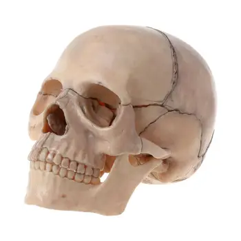 15vnt/set Išardyta Kaukolės Anatomijos Modelis, Nuimamas Medicinos Mokymo Per Dropship