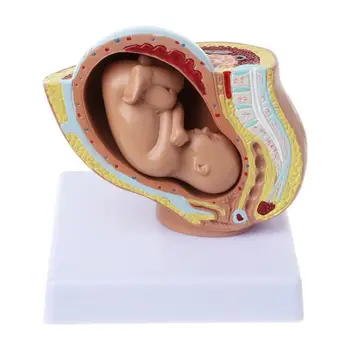 2023 Naujas 9-ojo Mėnesio Kūdikis Vaisiui Vaisiaus Nėštumo Žmogaus Nėštumo metu, Vaisiaus Vystymosi Modelį
