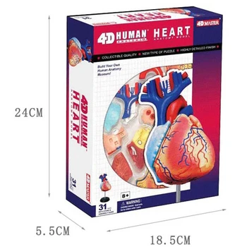 4d Širdies Žmogaus Anatomijos Modelis Skelekon Medicinos Mokymo Aidpuzzle Surenkant Žaislą Laboratorijos Mokslo klasėje Įranga