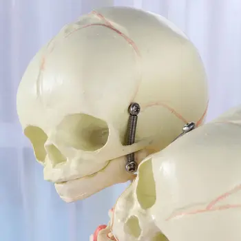 Dropship 37cm Žmogaus Dvigubai už Galvos Kūdikio Skeletas Kaukolės Anatomijos Ekranas Studijų Mokyti