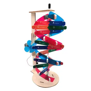 Dvigubos Spiralės Modelis, Mokslo, Švietimo Pni Modelio Komponentai Žmogaus Genų Mokymosi Žaislas Mokymo Pni Helix Modelio Pagalba Biologinis