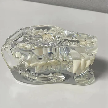 Skaidrus Šunų Dantų Anatomijos Modelis Gyvūnų Burnos, Dantų, Žandikaulio Veterinarijos Švietimo Įrankis