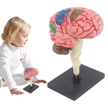 Smegenų Modelį, Skirtą Vaikams Mokyti Smegenų Modelis Mokymo Med Modelis spalvomis Arteriją, Smegenų 